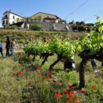 From Barcelona: Sailing and E-bike Winery Tour with Tastings - Starting from Barcelona: Flexible Transport for an Eco-Friendly Day