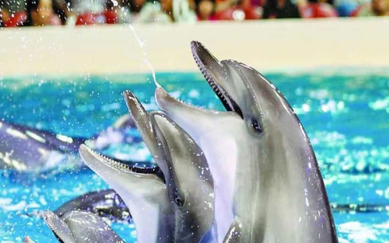 From Belek: Dolphin Show with Transfers - Convenient Transfers from Belek to Antalya Province