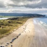 From Belfast: Giants Causeway & Bushmills Whiskey Tour - From Belfast to the Carrick-a-Rede Rope Bridge Viewpoint