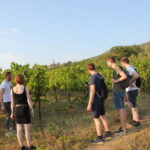 From Berat: Guided Winery Tour with Transfers and Tastings - Tasting Three Premium Wines and Local Raki