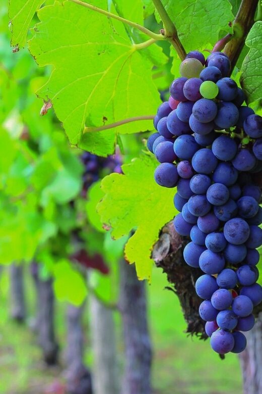 From Bordeaux: Full-Day Medoc Wine Tour - Starting Point and Logistics in Bordeaux