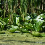 From Bucharest: 3-Day Danube Delta Birdwatching Private Tour - Discover the UNESCO Danube Deltas Natural Splendor
