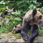 From Bucharest: Bears Sanctuary&Rasnov Fortress Private tour - Transportation from Bucharest to Sibiu County
