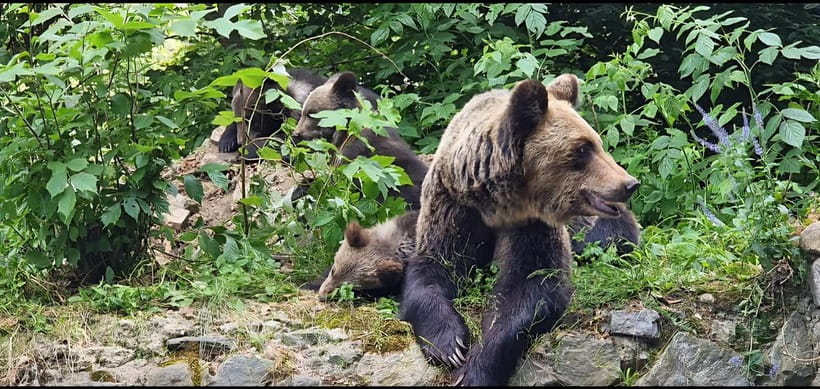 From Bucharest: Bears Sanctuary&Rasnov Fortress Private tour - Transportation from Bucharest to Sibiu County