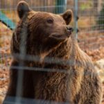 From Bucharest: Dracula's Castle & Bear Sanctuary Adventure - Exploring Bran Castle, Dracula’s Fortress