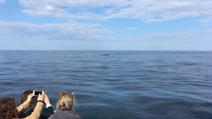 From Cala Gonone: naturalistic excursion on a RIB - Starting Point and Logistics at Cala Gonone Harbor