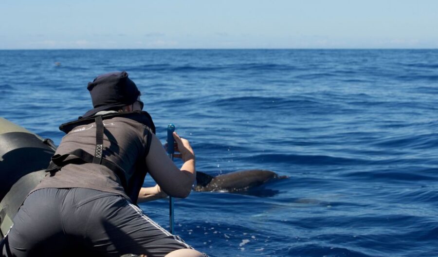 From Calheta: Madeira Whale and Dolphin Watching Boat Tour - From the Calheta Meeting Point to Madeira’s Marine Waters