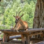From Chania: Samaria Gorge with Professional Hiking Guide - Exploring Samaria Gorge National Park