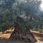 From Chania: Wine, Honey & Olive Oil Private Tour - Exploring Crete’s Delicious Honey and Local Villages