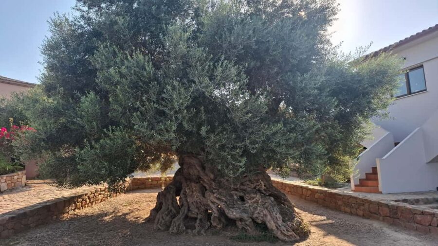 From Chania: Wine, Honey & Olive Oil Private Tour - Exploring Crete’s Delicious Honey and Local Villages