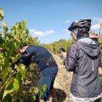From Coimbra: Cycling in the Vineyards of Bairrada - Discovering Bairrada’s Sparkling Wine Heritage