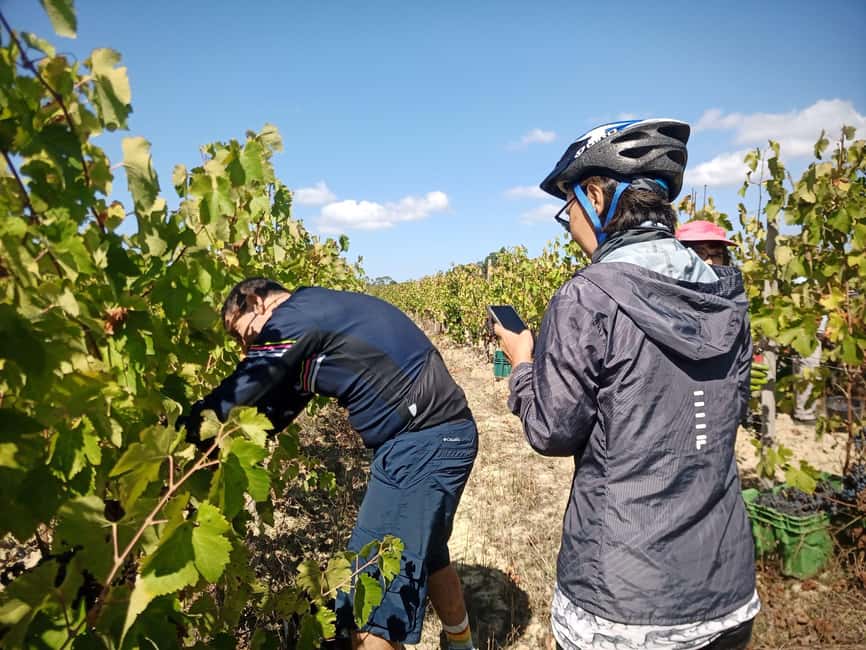 From Coimbra: Cycling in the Vineyards of Bairrada - Discovering Bairrada’s Sparkling Wine Heritage