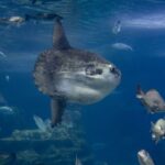 From Costa Brava: Barcelona Day Trip with Aquarium Visit - Departure and Transportation from Costa Brava to Barcelona