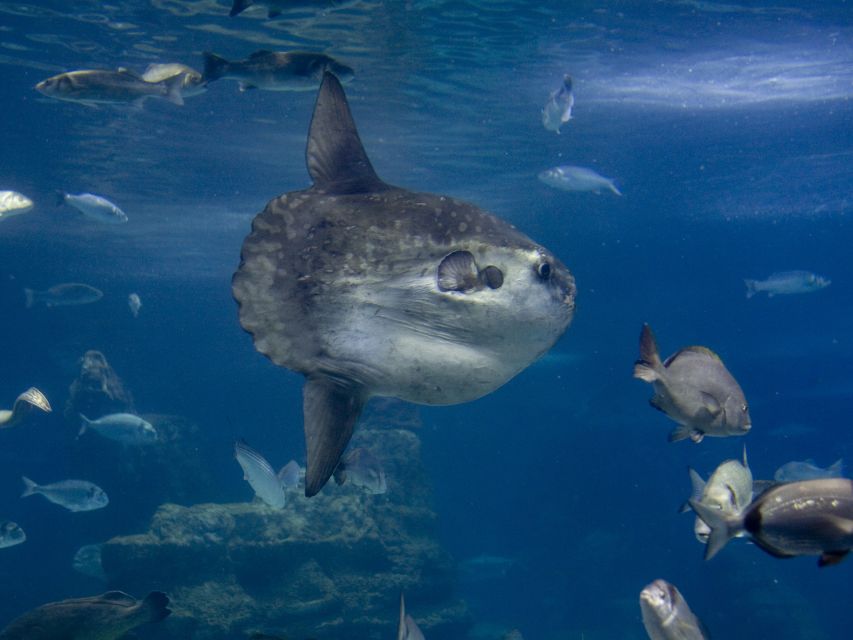 From Costa Brava: Barcelona Day Trip with Aquarium Visit - Departure and Transportation from Costa Brava to Barcelona