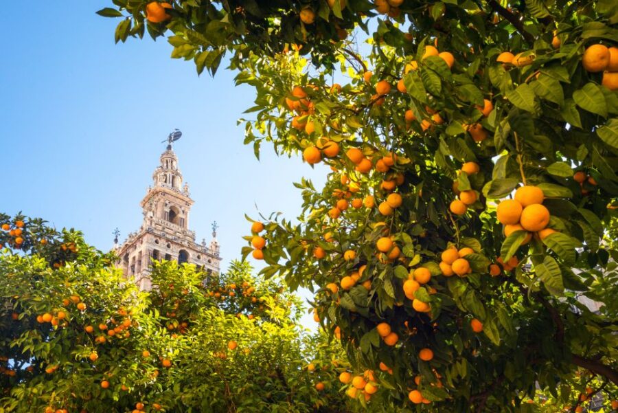 From Costa del Sol: Seville Day Trip - How the Tour Starts: Convenient Meeting Points and Transport