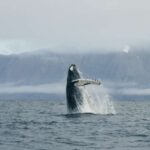 From Dalvik: Arctic Whale Watching in Northern Iceland - Starting Point and Logistics at Dalvik