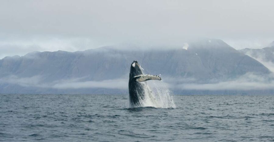 From Dalvik: Arctic Whale Watching in Northern Iceland - Starting Point and Logistics at Dalvik
