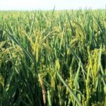 From Deltebre: Ebro Delta National Park Multi-Stop Day Trip - Key Points