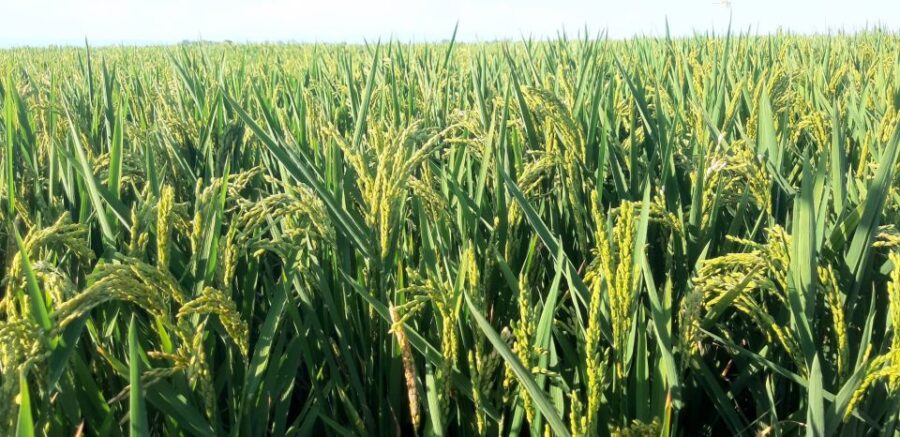 From Deltebre: Ebro Delta National Park Multi-Stop Day Trip - Key Points