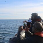 From Faro: Dolphin-Watching & Wildlife - Navigating Faro’s Waterways: The Speedboat Journey