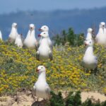 From Faro: Ria Formosa Eco Tour guided by Marine Biologist - Exploring Ria Formosas Channel Networks