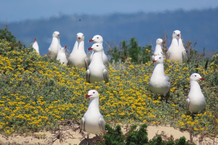 From Faro: Ria Formosa Eco Tour guided by Marine Biologist - Exploring Ria Formosas Channel Networks