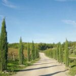 From Florence: Private Half-Day Chianti Tour & Wine Tasting - Exploring Greve in Chianti: The Charming Village