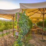 From Florence: Wine Tasting and Dinner in Chianti Vineyards - From Florence to the Heart of Chiantis Vineyards