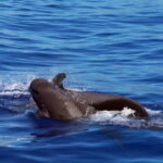 From Funchal: Ecological Catamaran Dolphin Whale Watching - The Marine Wildlife You Can Expect to See
