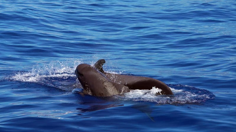From Funchal: Ecological Catamaran Dolphin Whale Watching - The Marine Wildlife You Can Expect to See