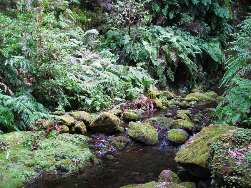 From Funchal: São Jorge Valleys Levada Walk - Walking Through the São Jorge Rainforest and Levadas