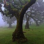 From Funchal: West Madeira Waterfalls and Fanal Forest Tour - Breathtaking Views from Cabo Girao Cliff