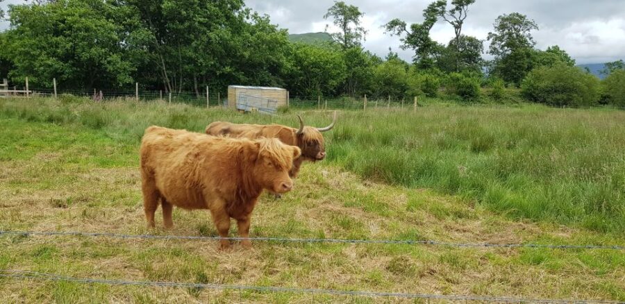 From Glasgow: Scotland Sightseeing Tour Shore Excursion - The Logistics and Practical Aspects of the Tour