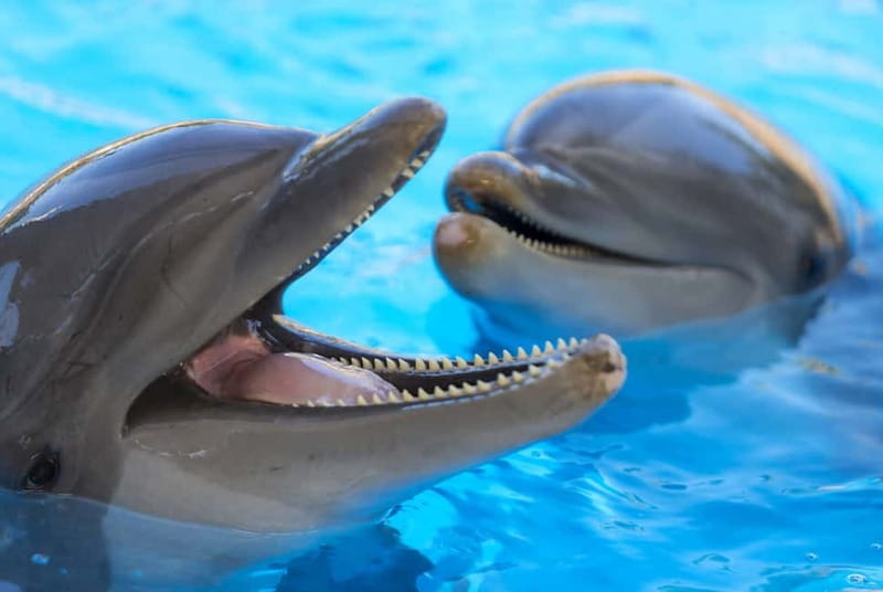 From Gran Canaria: Day Trip to Loro Parque Tenerife - Exploring Loro Parque: The Best of Europes Top Zoo