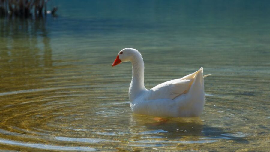 From Heraklion: Chania Town, Kournas Lake, and Rethymno Tour - Lake Kournas: Crete’s Only Natural Lake