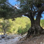 From Heraklion: Imbros Gorge Private Tour - Private Guided Hike with Expert Insights