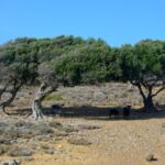 From Heraklion: Palm Forest Beach of Vai, Toplou & Sitia - Discovering the East Crete Landscape and Cultural Gems