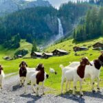 From Interlaken: Swiss Alps and Hidden Gems Private Day Tour - Starting Point and Duration of the Tour