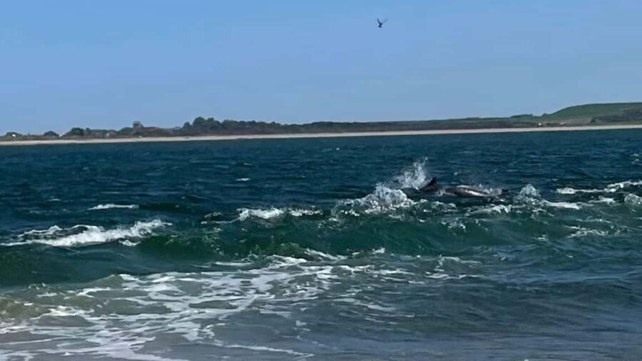 From Inverness: Black Isle Tour with Dolphin Spotting - Starting Point and Pickup Options in Inverness and Invergordon