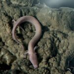 From Koper: Postojna Cave and Predjama Castle Tour - Who Will Enjoy This Tour Most