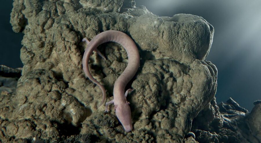 From Koper: Postojna Cave and Predjama Castle Tour - Who Will Enjoy This Tour Most