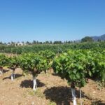 From Kos: Tour of 2 Wineries with Wine Tasting & Small Bites - Akrani Winery: Vines Revived on the Dikaios Mountain Foothills