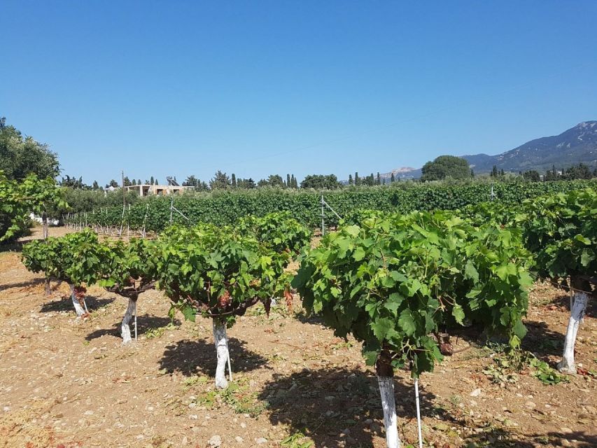 From Kos: Tour of 2 Wineries with Wine Tasting & Small Bites - Akrani Winery: Vines Revived on the Dikaios Mountain Foothills