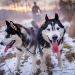 From Krakow: Dogsled Ride in Tatra Mountain - Scenic Drive through Lesser Poland to the Tatra Mountains