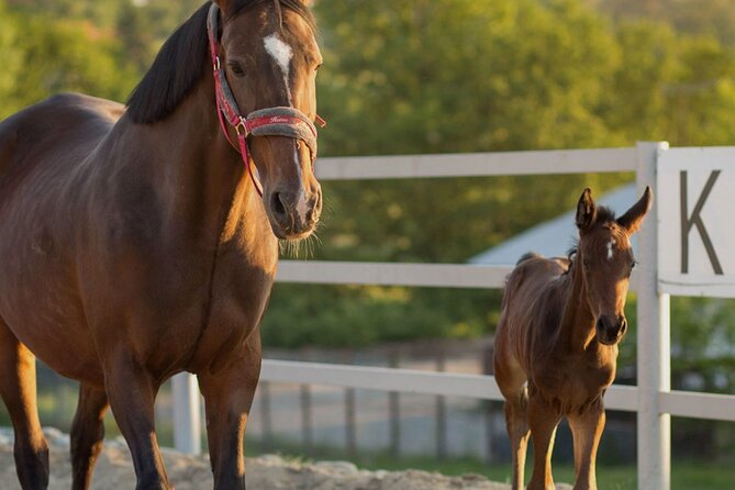 From Krakow: Horse Riding by the Lake Private Tour - Meeting and Starting Point in Krakow