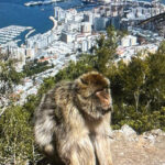 from La Cala/Marbella/Estepona: VIP Gibraltar tour with monkey rock + shopping - Comfortable Pickup and Drop-off from La Cala, Marbella, or Estepona