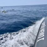 From Lagoa: Dolphins & Ponta da Piedade with biologist guide - Departure Point and Practicalities at Capitão Nemo Algarve