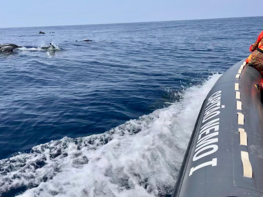 From Lagoa: Dolphins & Ponta da Piedade with biologist guide - Departure Point and Practicalities at Capitão Nemo Algarve