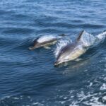 From Lagos: Dolphin Watching Boat Trip w/ Marine Biologists - The Boat and Speed: An Exciting 25-Knot Journey