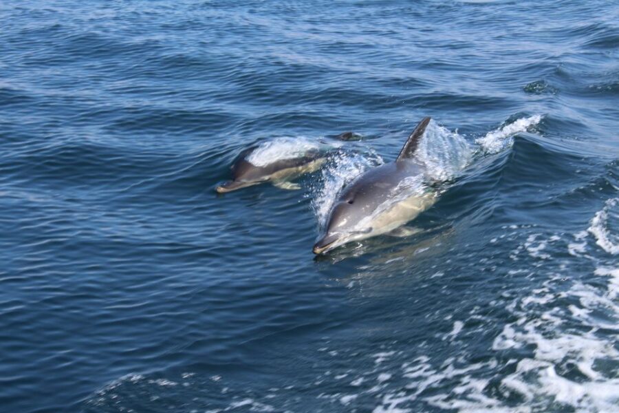From Lagos: Dolphin Watching Boat Trip w/ Marine Biologists - The Boat and Speed: An Exciting 25-Knot Journey